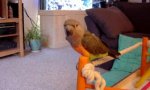 Movie : Parrot is learning foreign languages