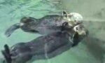 Lustiges Video - Otter beim Chillen