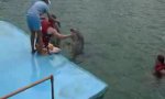 Funny Video - Dolphin therapy