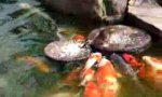 Movie : Duck feeding fish