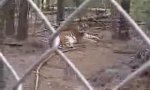 Lustiges Video : Tigger macht Winni Pooh