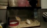 Movie : Hamster doing extreme sports