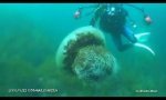 Funny Video : Little sweet jellyfish