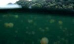 Funny Video : Lake of jellyfish