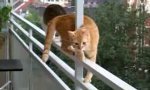 Funny Video : Vienna Catwalk