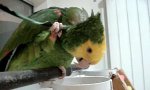 Movie : Papagei beim Federkratzen