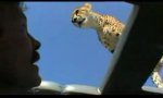 Lustiges Video : Safariabenteuer