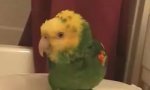 Lustiges Video : Singender Papagei