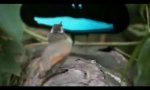 Funny Video : Crazy bird
