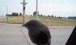 Funny Video : Bird likes extreme sports