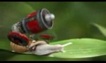 Movie : Sensation: A new species of snails