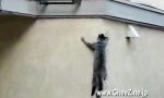Funny Video : Spiderman cat