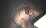 Funny Video : What hides at the ceiling fan?