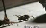 Funny Video : Spider´s courtship display