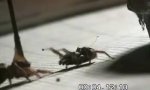 Lustiges Video : Balz-Klopf-Spinne