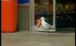 Lustiges Video : Ladenraubvogel