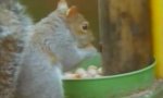 Funny Video : Squirrel Impossible 2