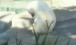 Funny Video - Polar bear Knut grows up