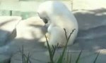 Lustiges Video : Eisbär Knut wird erwachsen