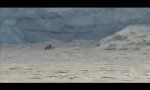 Funny Video : Iceberg-shockwave-surfer
