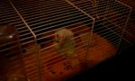 Hamster auf der Flucht