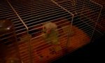 Funny Video : Hamster on the run