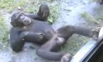 Movie : Lately in the zoo: A chimp hits on some girls