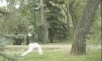 Lustiges Video : Baumflip-Duett