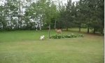 Funny Video : Training for hunting dogs?