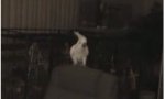 Funny Video - Cockatoo on ecstasy