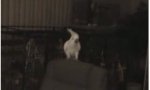 Funny Video : Cockatoo on ecstasy