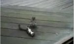 Funny Video : Simulant squirrel