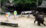 Funny Video - Pachyderm dart champion
