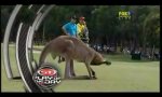 Funny Video - Kangaroo golf
