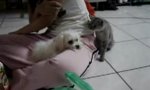 Lustiges Video - Stänker-Katze