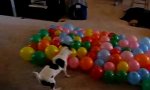 Movie : Kampfhund Trainingscamp
