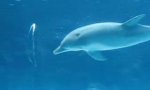 Delfine ziehen Blasenkreise