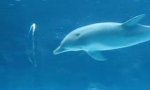 Lustiges Video : Delfine ziehen Blasenkreise