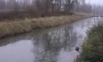 Funny Video - Ducks- ice crash landings