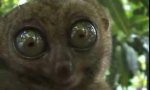 Movie : Lemur on drugs