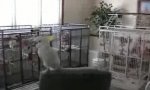 Funny Video : Kakadu bites the dust