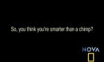 Funny Video : Smarter than a chimp?