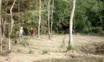 Funny Video : Kiss the moose
