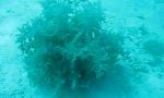 Funny Video : Underwater mimosa