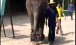 Funny Video : Elephant is drawing a self-portrait