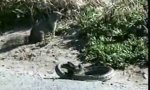 Lustiges Video : Eichhörnchen gegen Schlange