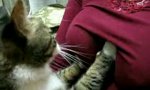 Katzen-Brustmassage