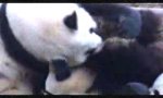 Movie : Panda Niesattacke