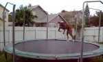 Trampolinhund