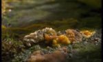Lustiges Video : Pilze in Zeitraffer